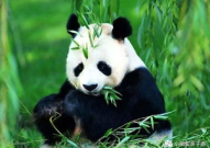 安吉网红黄牛馆,揭秘生态养殖新潮流